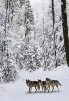 Желание на двоих