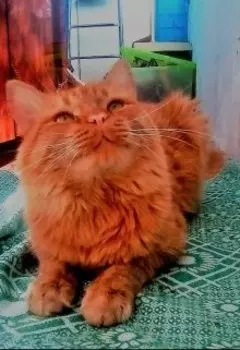 "Жизнь И Игра Кота Рыжика"