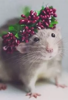 Жизнь маленькой лариски