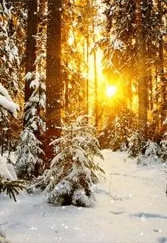 Зимнее дерево.