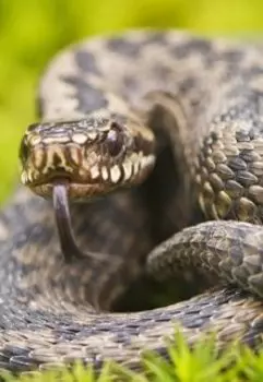 Змей в траве