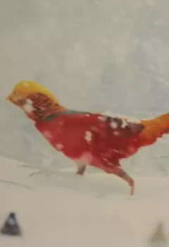 Золотой Фазан