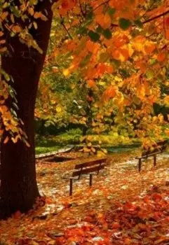 Золотой листопад