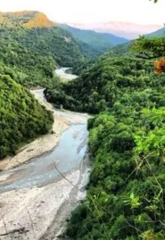 Золотые листья