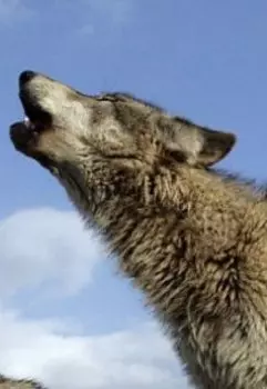 Звери тоже могут плакать(или Волчонок)