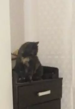 Зверинец Кощея: Змей