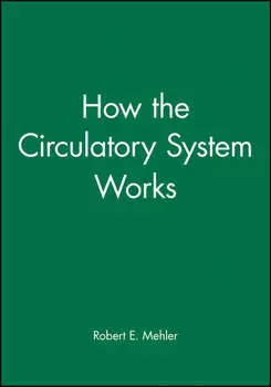 How the Circulatory System Works