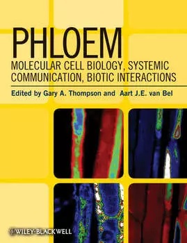 Phloem