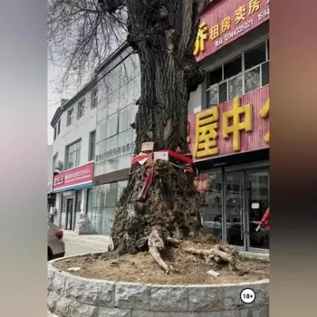 ПРОКЛЯТИЕ КИТАЙСКОЙ МАТЕРИ