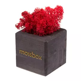 Интерьерный мох MossBox black red cube