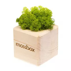 Интерьерный мох MossBox wooden green cube