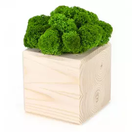 Интерьерный мох MossCube Дерево Зеленый