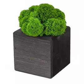 Интерьерный мох MossCube Эбен Зеленый