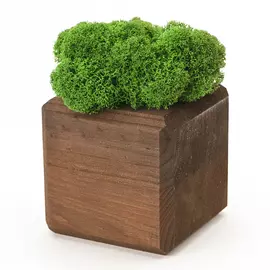 Интерьерный мох MossCube Мокко Зеленый