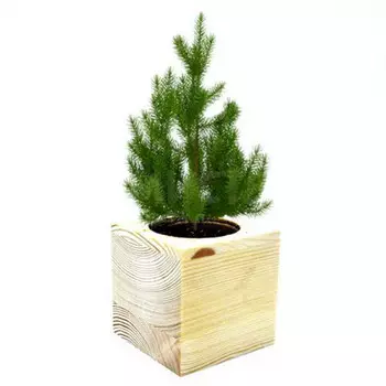 Набор для выращивания Экокуб Голубая ель