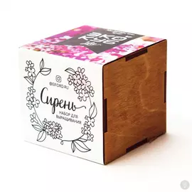 Экокуб Lite Сирень