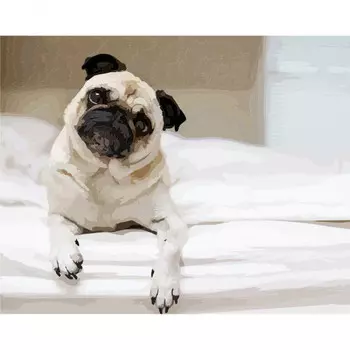 Картина по номерам Мопс