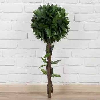 Бонсай Delaney (70х25х25 см)