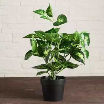 Бонсай Эпипремнум (9 см)