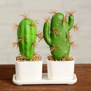 Бонсай Кактус (Набор)