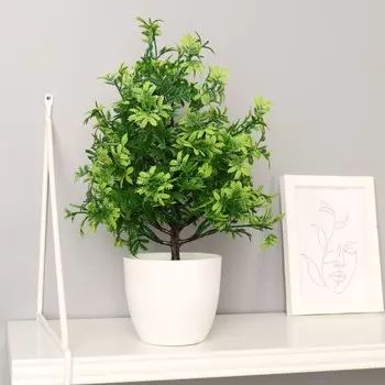 Бонсай Колючник (9х9х35 см)