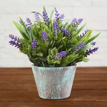 Бонсай Крассула в ассортименте (10 см)