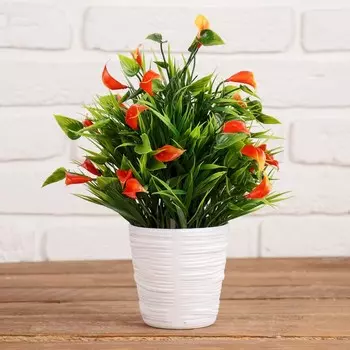 Бонсай Нежные каллы в ассортименте (10 см)