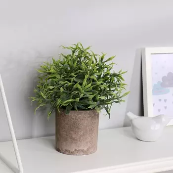 Бонсай Остролистник (8х21 см)