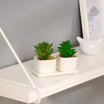 Бонсай Сансевиерия в ассортименте (Набор)