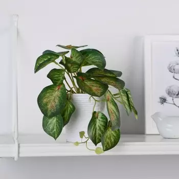 Бонсай Сингониум грин (9х17 см)