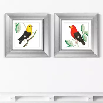 Диптих Red &amp; Black manakins, 1798г. (36х36 см - 2 шт)