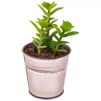 Фигурка Суккулент (14 см)