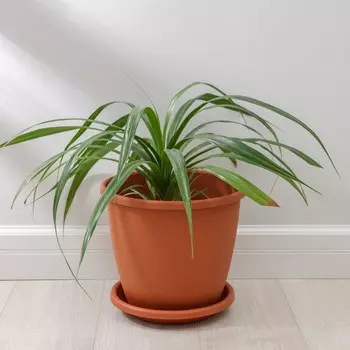 Горшок Афина (11000 мл)