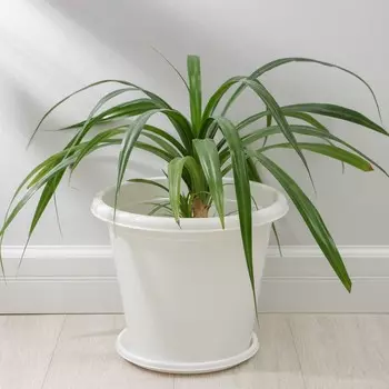 Горшок Эконом (10000 мл)