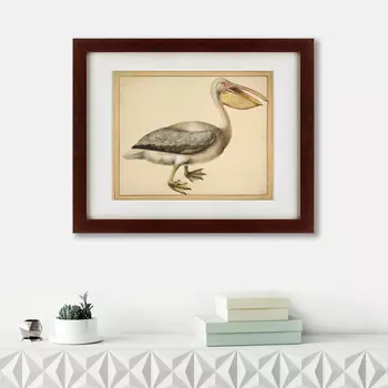 Картина A European Pelican, 1635г. (42х52 см)