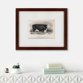 Картина A Hereford Bull (42х52 см)