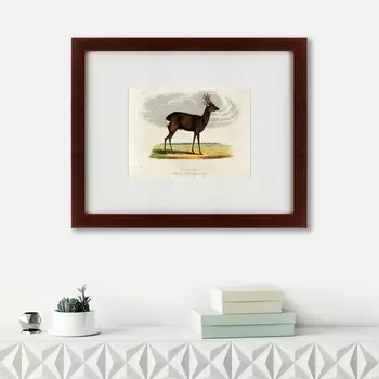 Картина A Roebuck (42х52 см)
