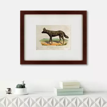 Картина A Tortoise-Shell Hyena, Or Hye (42х52 см)