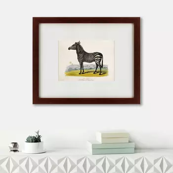 Картина A Zebra (42х52 см)