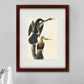 Картина Американская Змеешейка (47х60 см)