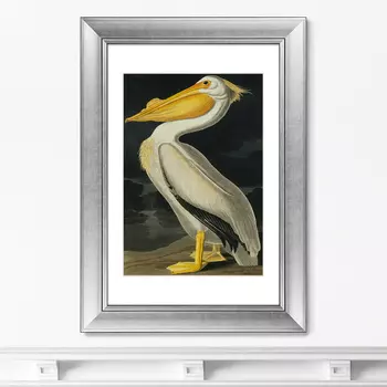 Картина Американский Белый Пеликан (50,5х70,5 см)
