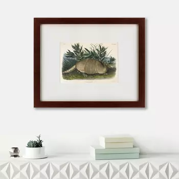 Картина Armadillo (42х52 см)