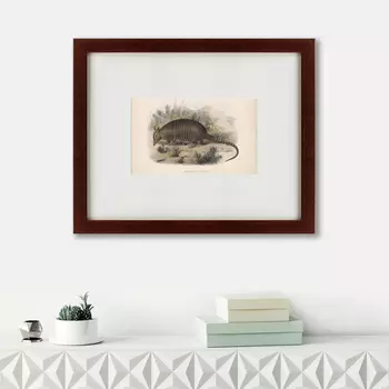 Картина Armadillo (42х52 см)