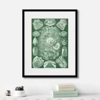 Картина Art forms of nature №5, 1897г. (42х52 см)