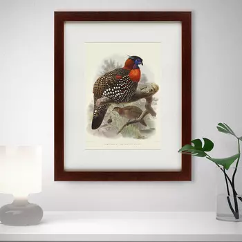 Картина Багровый Трагопан (42х52 см)