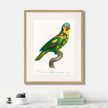 Картина Beautiful parrots №11, 1872г. (42х52 см)