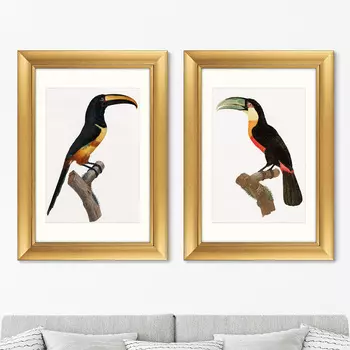 Картина Beautiful toucans №1, 1806г. (50,5х70,5 см - 2 шт)