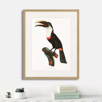 Картина Beautiful toucans №2, 1806г. (42х52 см)