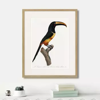 Картина Beautiful toucans №4, 1806г. (42х52 см)
