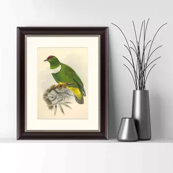 Картина Белозобый Пёстрый Голубь (42х52 см)